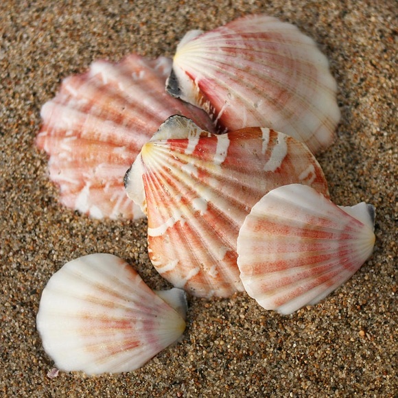 Meet your Posher, Shell - Picture 1 of 1